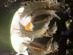 -渔傅·蓝海岸霞浦海鲜(正祥店)