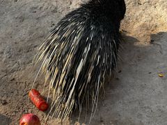 -青藏高原野生动物园