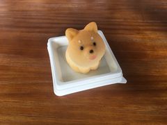 -柴犬高等学院·狗咖·柴犬售卖·宠物训练