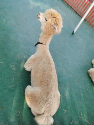 -萌宠亲子动物乐园(槐房万达店)