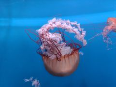 -大连老虎滩海洋公园