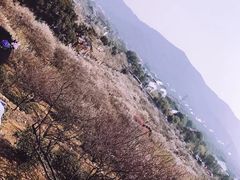 -香雪海