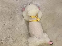 -爱侣宠医·鹦鹉专科·小型哺乳类·异宠专科(灵石路店)