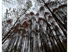 -凤栖山