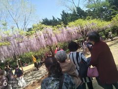 -嘉定紫藤园