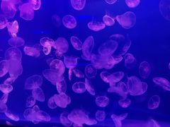 -左海海底世界