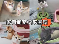 -糯米喵星人总部直营旗舰店·猫舍·幼猫出售