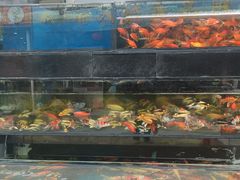 -合肥市裕丰花鸟虫鱼市场