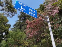 -武汉大学-樱园