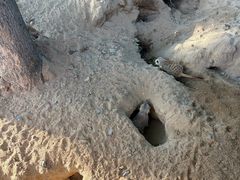-合肥野生动物园
