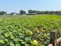 -天津东丽湖风景区