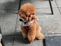 -新世界百货(明洞总店)