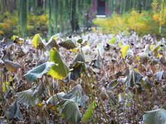 -北京动物园-畅观楼