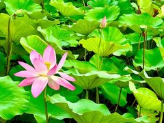 -莲花池公园