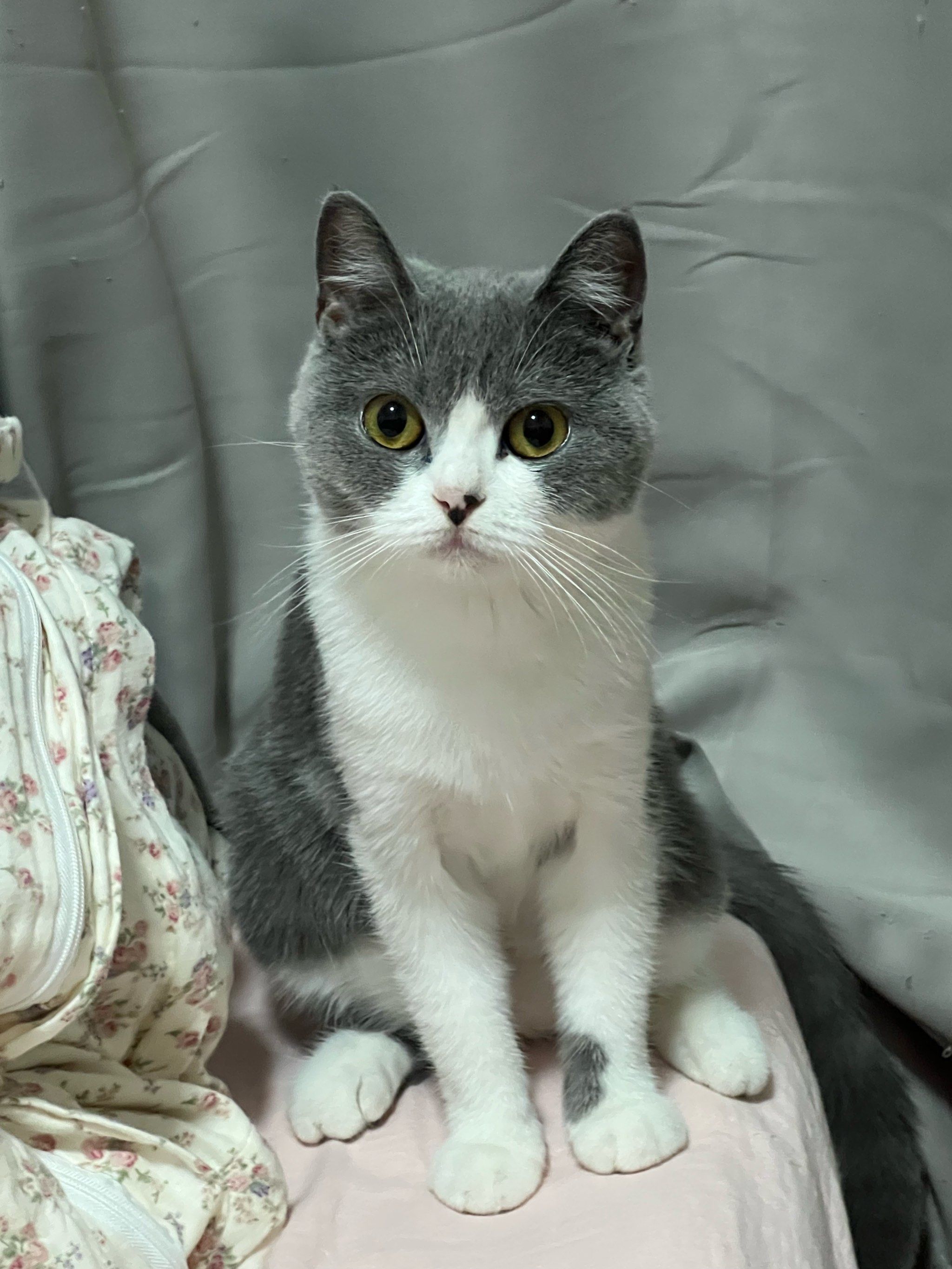 「贝宠诺·相佳宠物诊所·心超·犬猫绝育