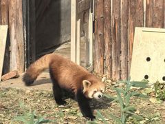 -合肥野生动物园