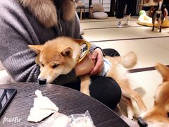 -逗柴咖啡屋·狗咖猫咖宠物桌游