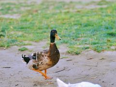 -朝阳公园
