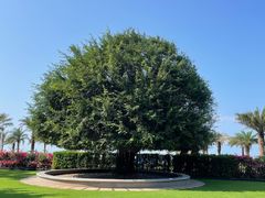 -海口万豪·大堂吧·望海吧.日落海景·下午茶·奶茶·咖啡·轻食·蛋糕·鸡尾酒·清吧