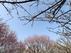 -香雪海