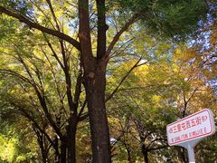 -三里屯东五街银杏大道