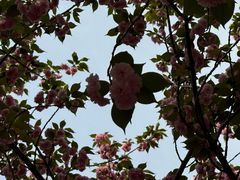 -高东镇樱花园
