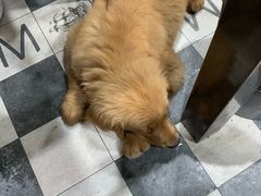 -肥叔锅贴(揽湖苑店)