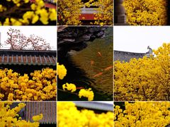-光孝寺