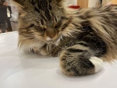 -COLOR PETS 撸猫馆·购猫·猫咖(长风大悦城店)