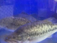 -虾神於氏龙虾·小龙虾(江宁旗舰店)