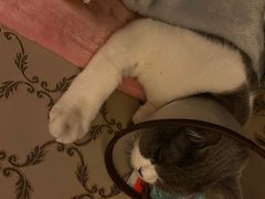 -爱诺耐芙动物医院(万博店)