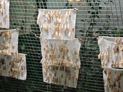 -上海大自然野生昆虫馆(东方明珠·爬宠昆虫探索中心)