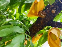 -老袁家蜜桃农场·阳山水蜜桃