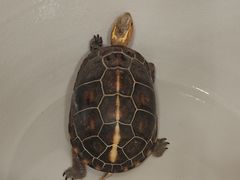 -九忠祥小笼馆(保利时光里店)