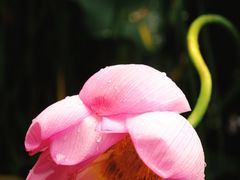 -陈家山荷花公园