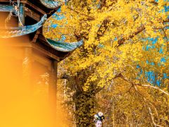 -千年银杏谷文化旅游区