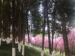 -龙头寺公园