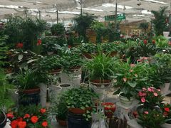 -秦美花卉(天朗·莱茵小城2期店)