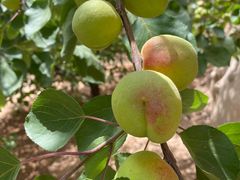 -清真李唯一优质肉丸糊辣汤