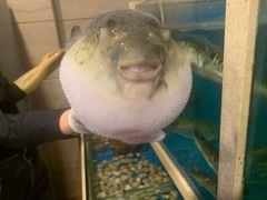 -天正河鲀·河豚亭(大连店)