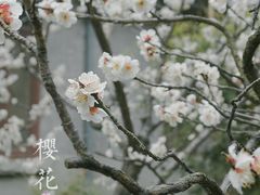 -天适樱花悠乐园