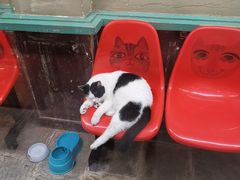 -猫咪博物馆(顶澳仔猫街店)