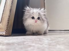 -momokira米努特·德文卷毛猫·棉花面纱犬