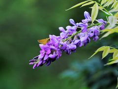 -上海吴淞炮台湾国家湿地公园