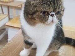 -李小姐の猫咖啡馆(五角场店)