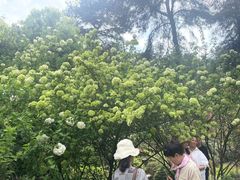 -铁山坪森林公园