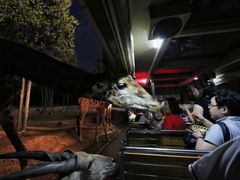 -清迈夜间动物园