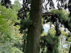 -天目山大树王景区