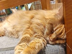 -藏猫猫咖啡主题馆(中央大道店)