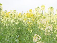 -中国天府农业博览园